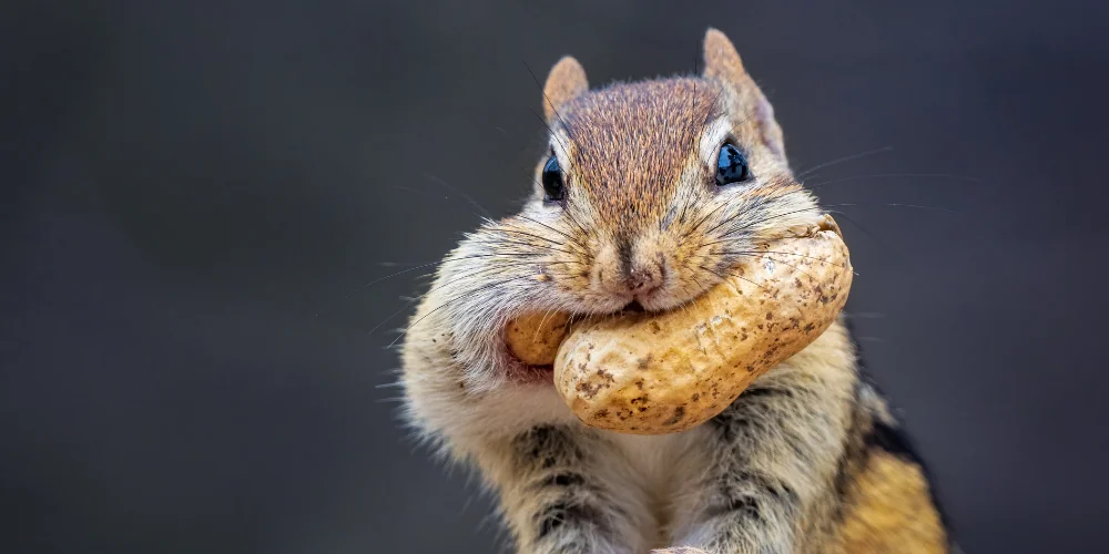 Mangiare senza sosta: come attenuare il senso di fame continua in inverno?