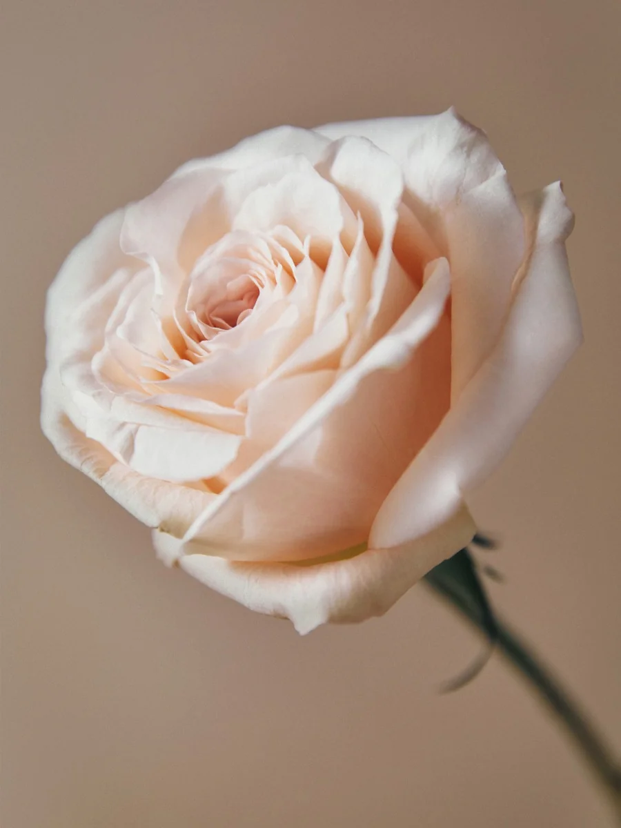 Reviving Rose Infusion Treatment Toner Due in uno