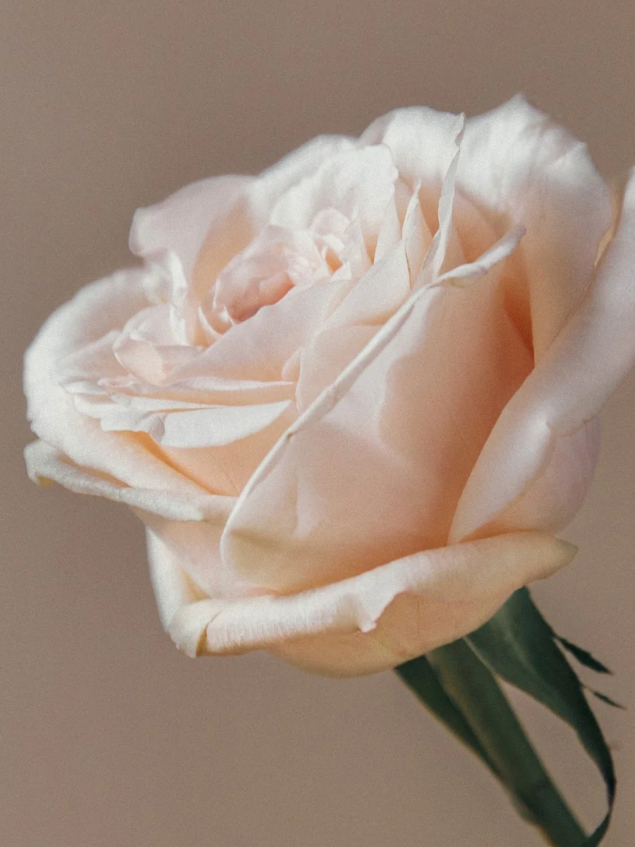 Reviving Rose Infusion Serum 100 ml Siero Idratante
