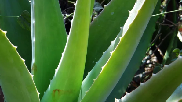 Aloe vera: benefici, usi e prodotti consigliati