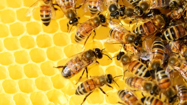 Cos’è e a cosa serve la Pappa Reale?