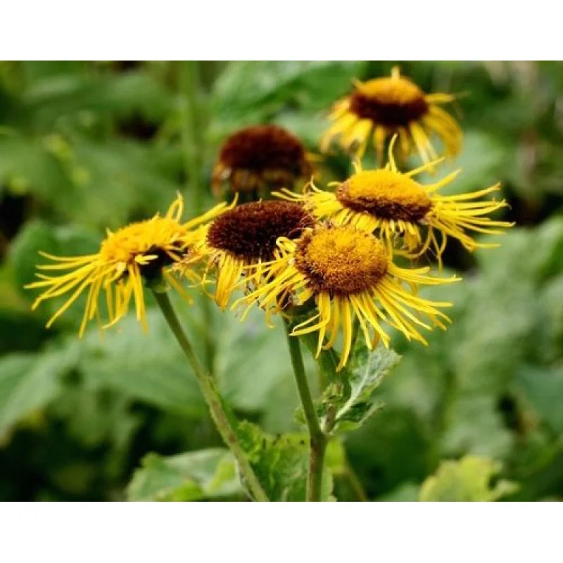 Enula Campana 60 ml Gocce