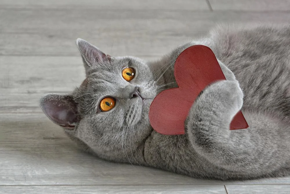 Ottobre mese dell'ipertensione felina: sintomi e cause