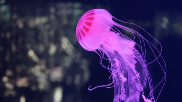 Emergenza puntura di Medusa: cosa fare?