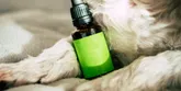 Prendersi cura degli animali: come dare i farmaci? 
