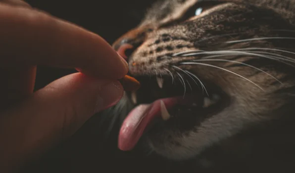 Quali Sono i Cibi da NON Dare a Cani e Gatti?