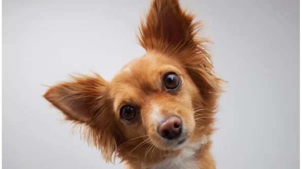 Otite del cane: cos’è?