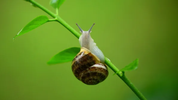 Cos’è e a cosa serve la bava di lumaca?