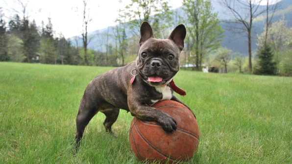 Osteoartrite dei cani: cos’è?