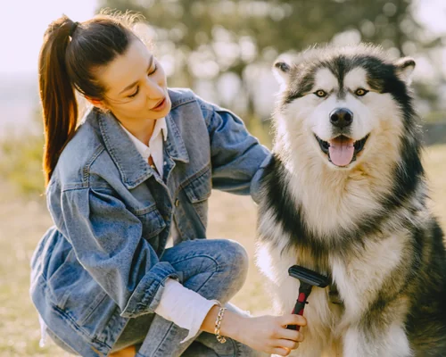 cura del pelo del cane cura del pelo del cane
