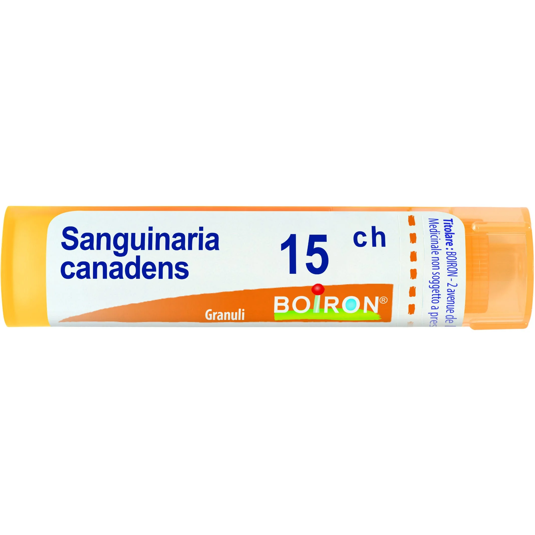 Sanguinaria Canadensis 15 Ch