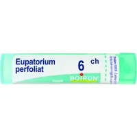 Eupatorium Perfoliatum 6 Ch80 Gr