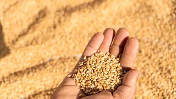 Olio di germe di grano: Proprietà, Benefici e Controindicazioni