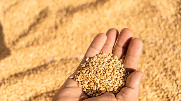 Olio di germe di grano: Proprietà, Benefici e Controindicazioni