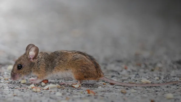 Infezione da Hantavirus: trasmissione, cause, sintomi e trattamento