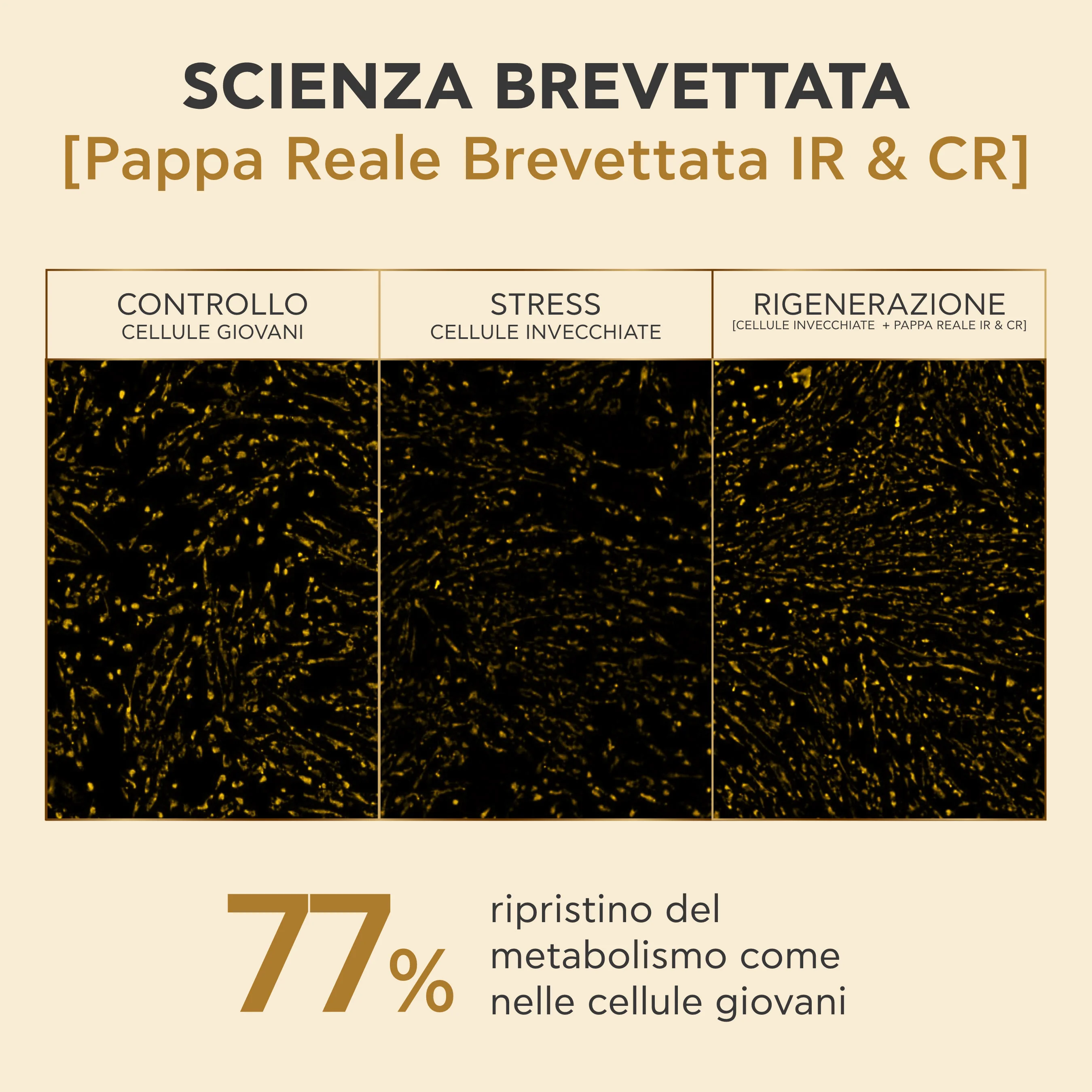 Apivita Queen Bee Longevity Day Crema Rich 50 ml Crema Giorno