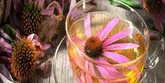 Echinacea: un aiuto dalla natura per il tuo sistema immunitario