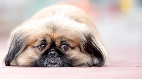 Integratori per le articolazioni dei cani: scegli i migliori!