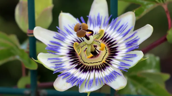Passiflora Caerulea: scopriamo tutto sul fiore della passione!
