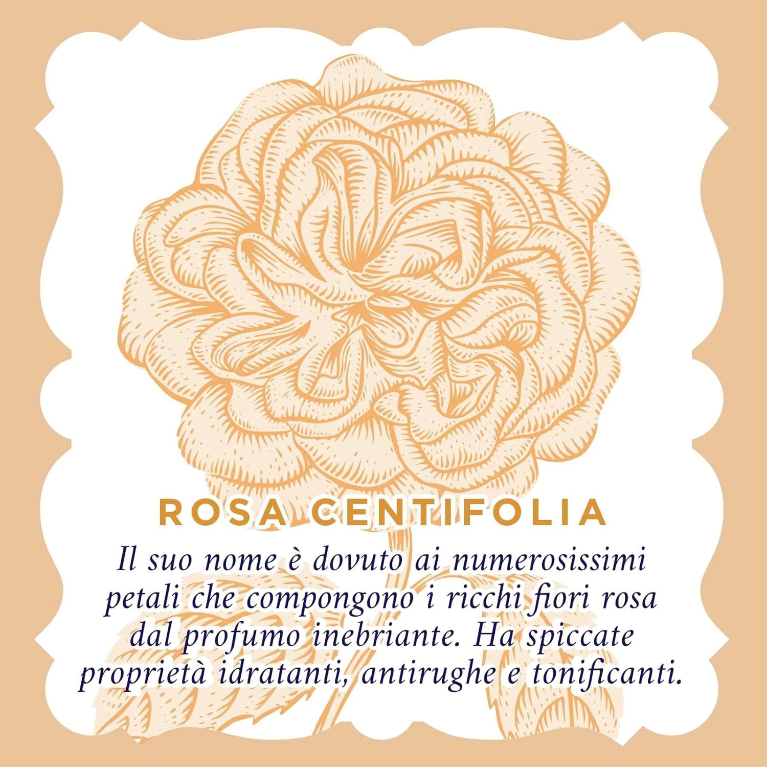 Acqua Alle Rose Crema Viso Antirughe Levigante 50 Ml