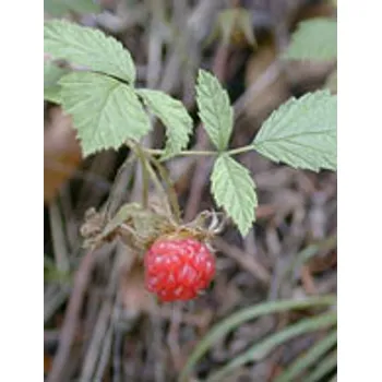 Msa Rubus Idaeus 50 ml 