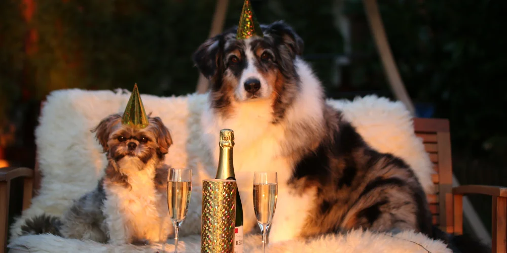 Capodanno e Animali: consigli e curiosità