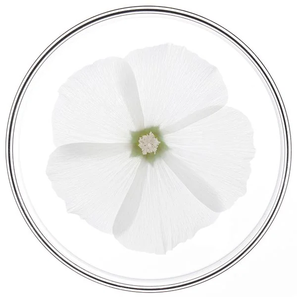 Phyto Riparazione Maschera Rigenerante E Nutriente Alla Cheratina Botanica 200 ml Capelli Rovinati E Fragili