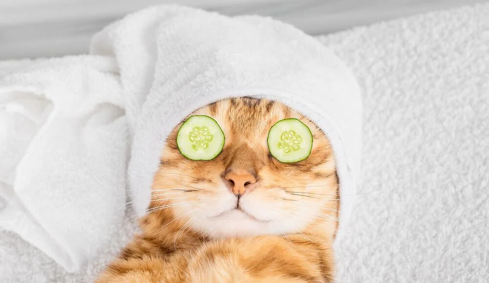 Come prendersi cura del proprio gatto nel modo migliore 
