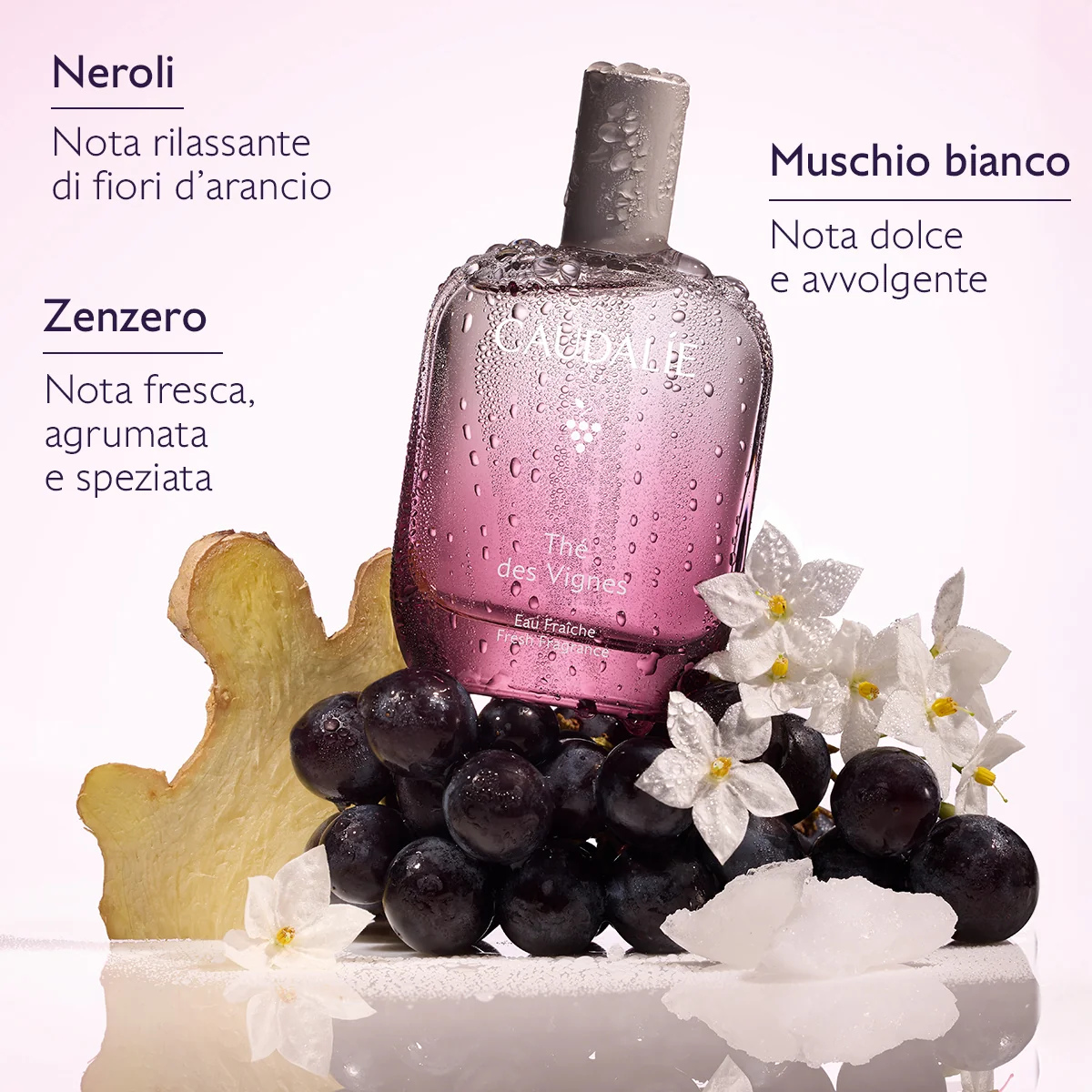The' Des Vignes Cofanetto Xmas26
