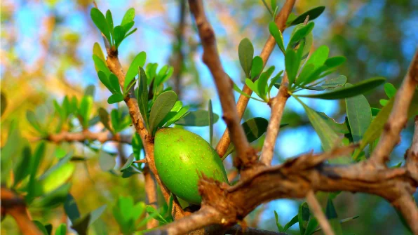 Cos’è e a cosa serve l’olio di argan?