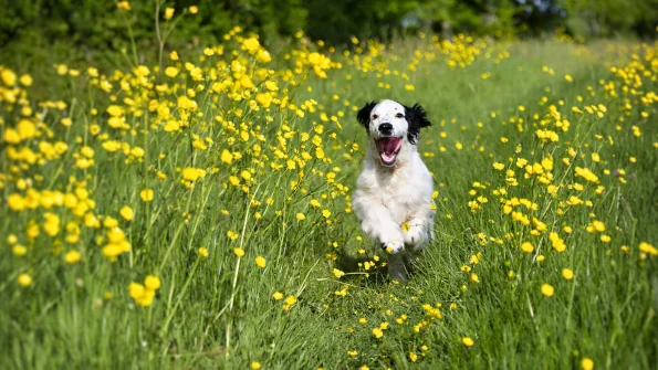 Allergia stagionale nel cane: sintomi, cause, rimedi