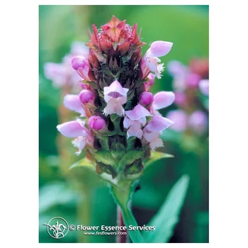 Self Heal Ess 7,4Ml