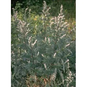 Tsa Artemisia Vulgaris 50 ml 