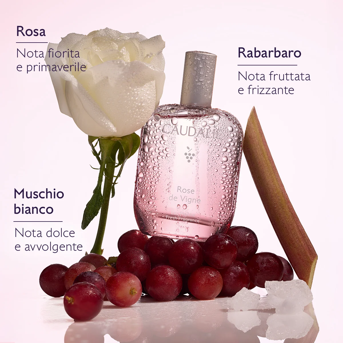 Rose De Vigne Cofanetto Xmas26