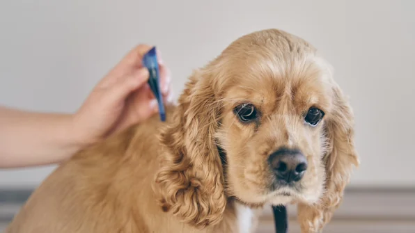 Pulci nel cane: come riconoscerle?