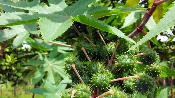 Olio di Ricino: Proprietà, Benefici e Controindicazioni