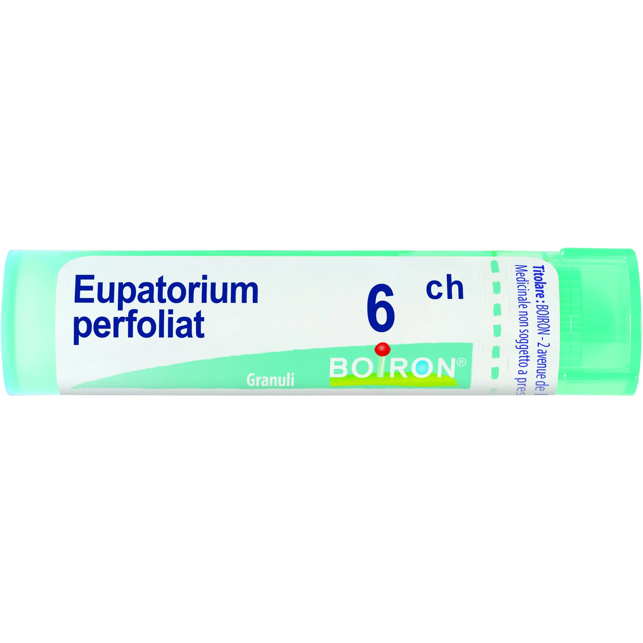 Eupatorium Perfoliatum 6 Ch80 Gr 
