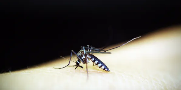 Repellente Zanzare: una guida completa