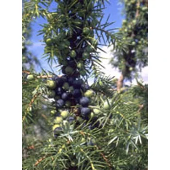 Msa Juniperus Commun 50 Ml