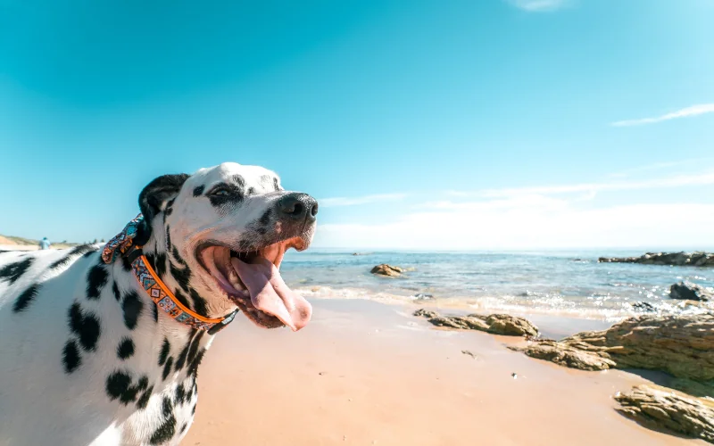 Viaggiare con animali: farmaci, documenti e certificati da portare